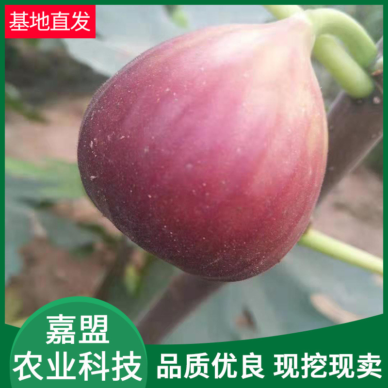 无花果树苗基地培育现挖现卖 果形端正根系发达无花果苗