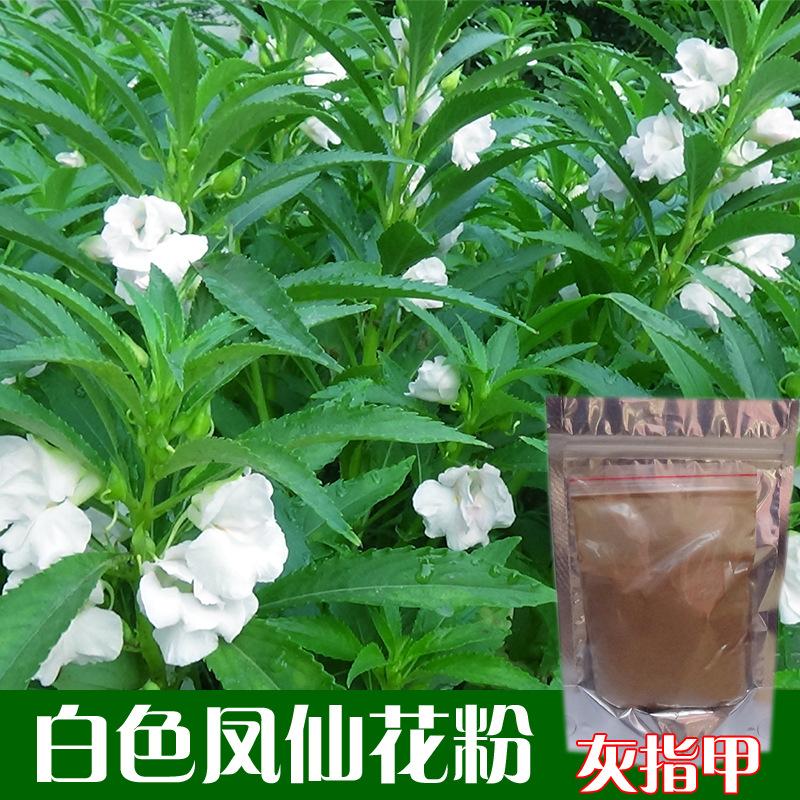 新鲜白色凤仙花指甲草染指甲粉红花瓣泡酒小桃红透骨草女儿花金凤