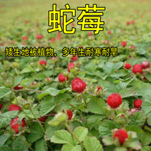 蛇莓种子 蛇泡草龙吐珠三爪风草本花卉种子园林观赏植物易成活