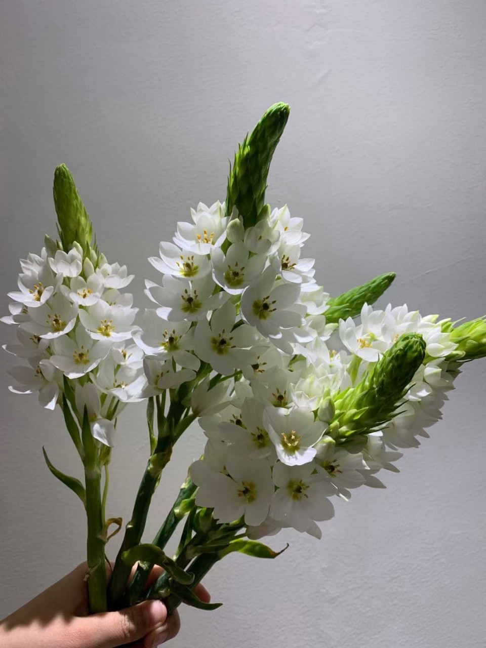 雀梅鲜花云南鲜花批发基地直发产地直销直批雀梅又名小号圣心百合