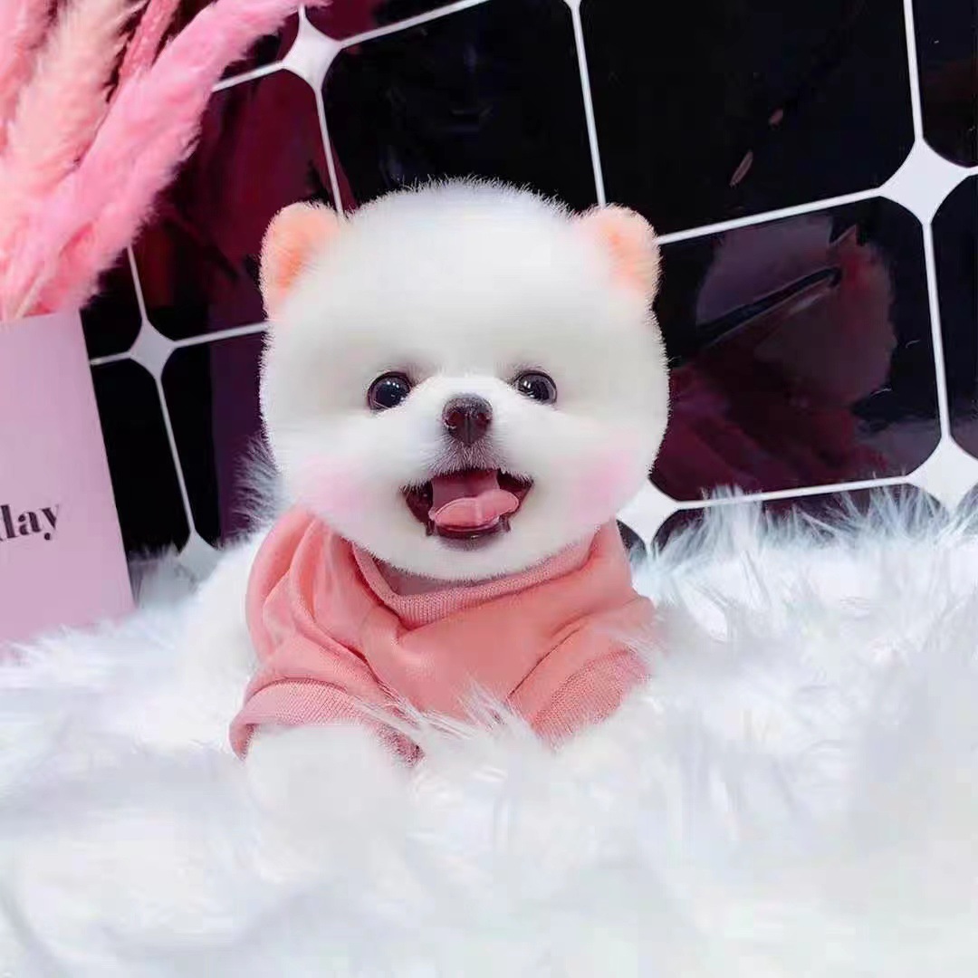 出售博美茶杯犬活体幼犬博美俊介小体宠物犬宠物狗纯白双血统纯种