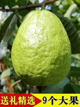 新鲜台湾红心番石榴5斤健身水果甜脆当季树上熟珍珠福建红心芭乐