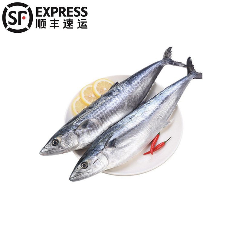 5斤顺丰起发 青岛鲅鱼新鲜冷冻马鲛鱼燕鲅鱼鲜活速冻海鲜海鱼批发