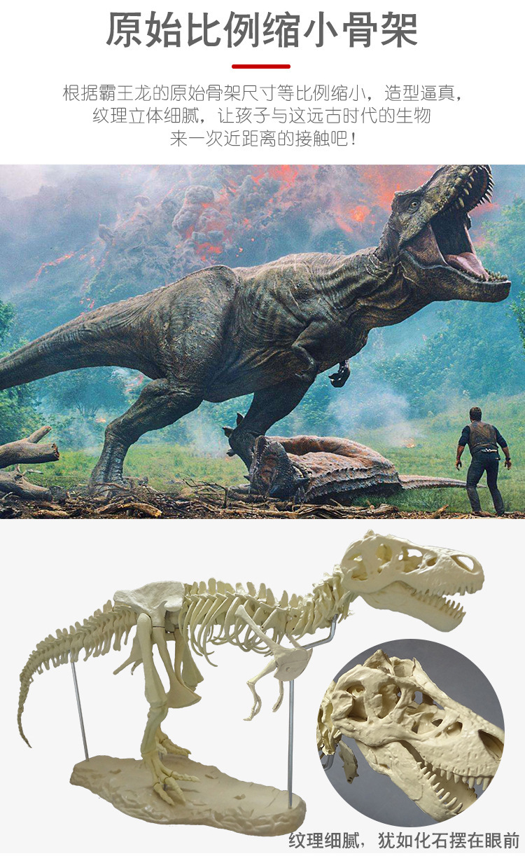大号恐龙架骨拼装模型仿真霸王龙骨骼化石标本益智教学工艺品摆件