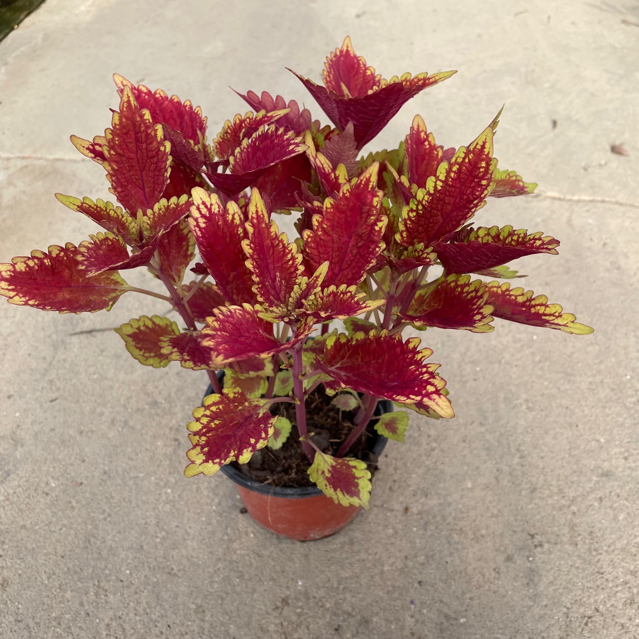 主营产品:五色草;菊花;盆景;绢花造型;五色草造型;立体花坛;植物雕塑