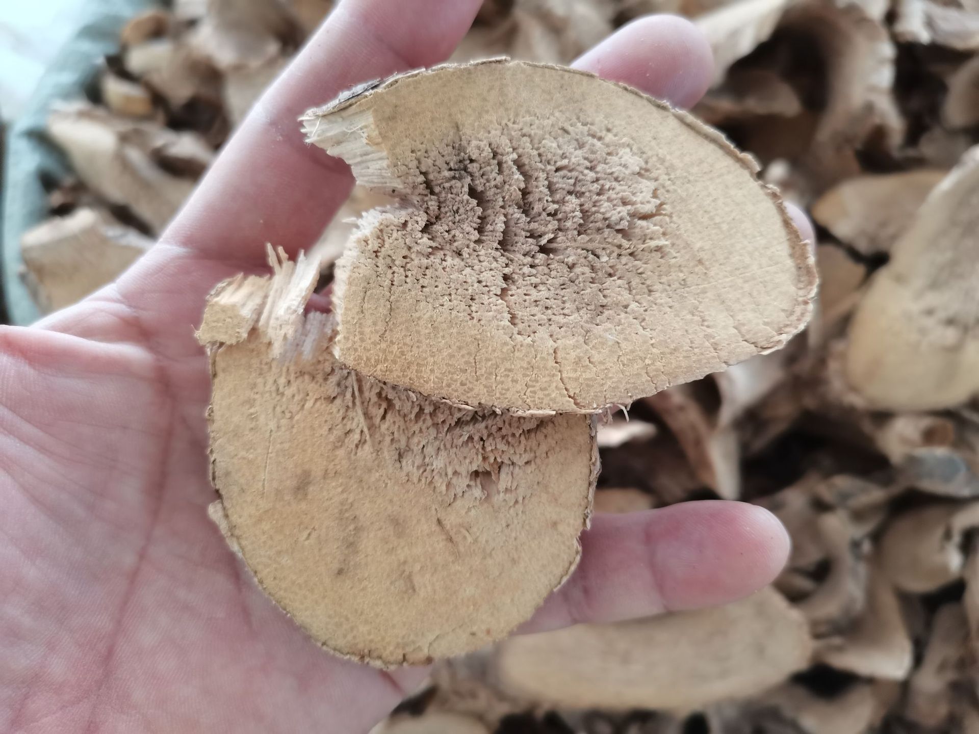 露刀根路刀根路刁根露兜根卢刀根 野菠萝根帕梯根山菠萝根中药材