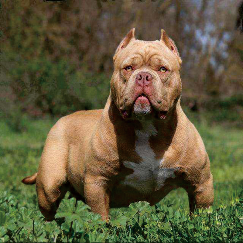 出售纯种恶霸犬幼犬活体宠物狗狗崽巨型赛级双血统美国