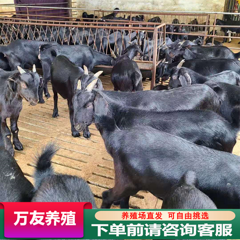 山东养殖场大量出售努比亚黑山羊羊苗 纯种黑山羊母羊种公羊活体