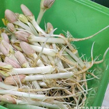 花生芽种植盆生豆芽水培箱发芽 芽苗菜育苗盘豆苗种籽种植盒