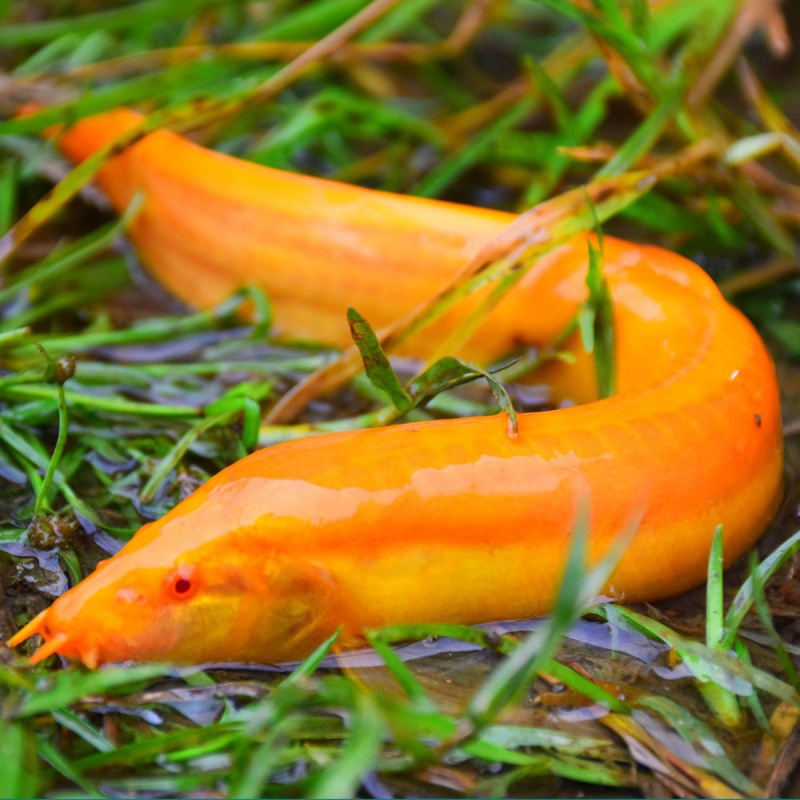 泥鳅批发黄金鳅小金龙观赏鱼活体黄金冷水鱼鱼清洁鱼清道夫鱼批发