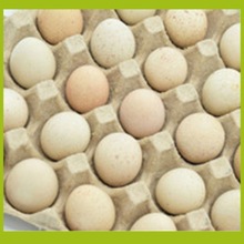 新鲜鹧鸪种蛋受精蛋呱呱鸡嘎啦鸡种蛋可孵化小鸡苗批发3天内发货