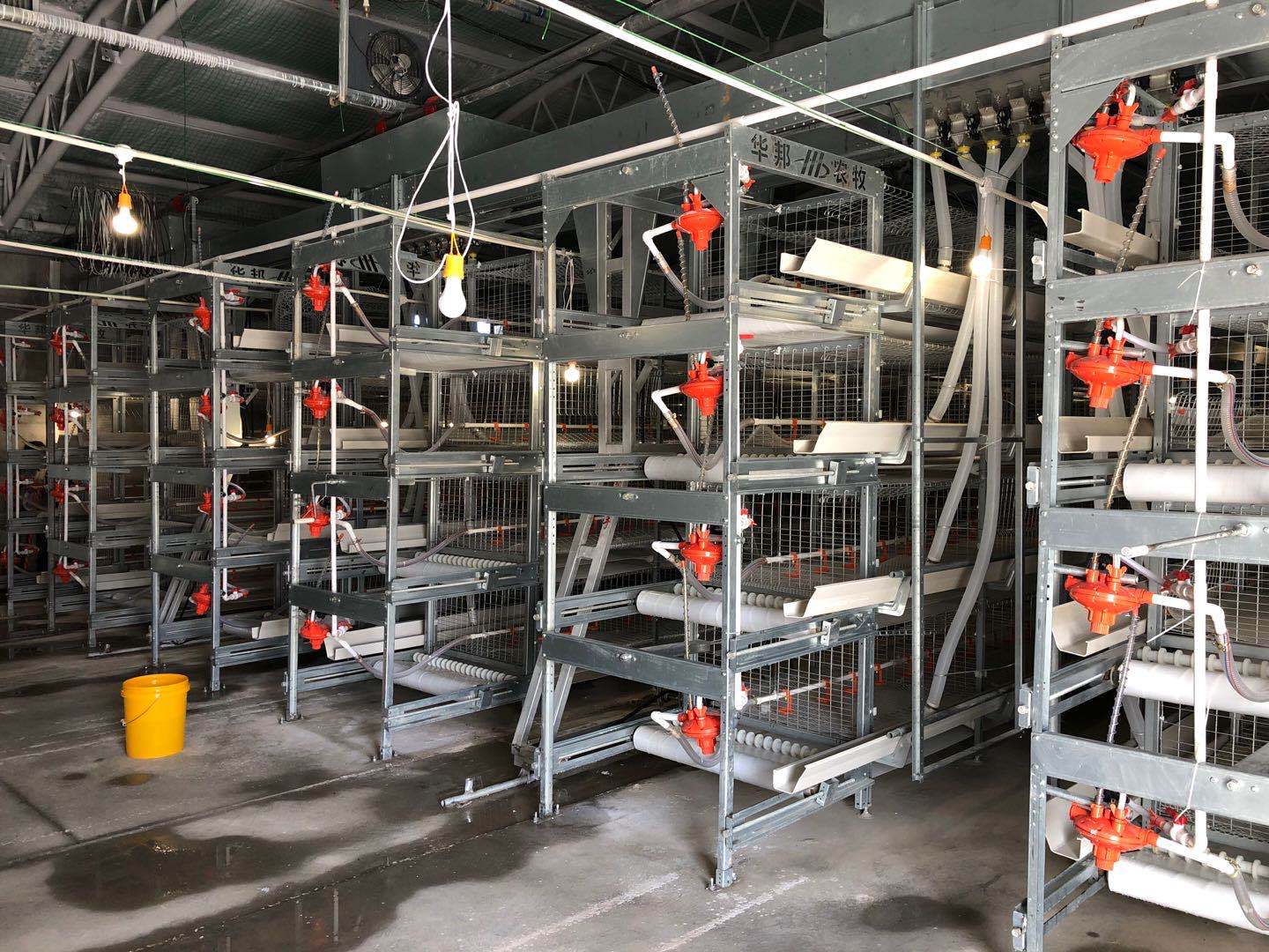 大白羽肉鸡笼养设备料盘式自动清粪三层笼养设备鸡笼养殖设备