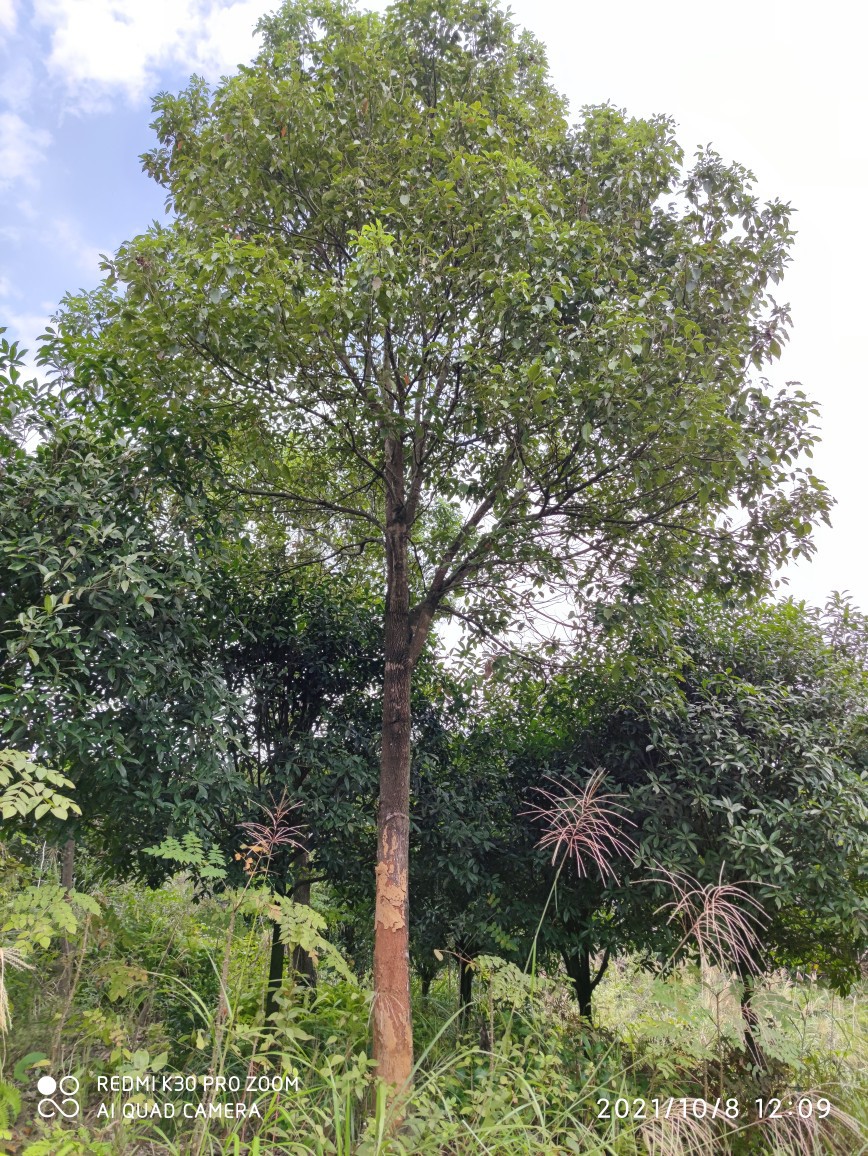 香樟树小叶樟红心樟