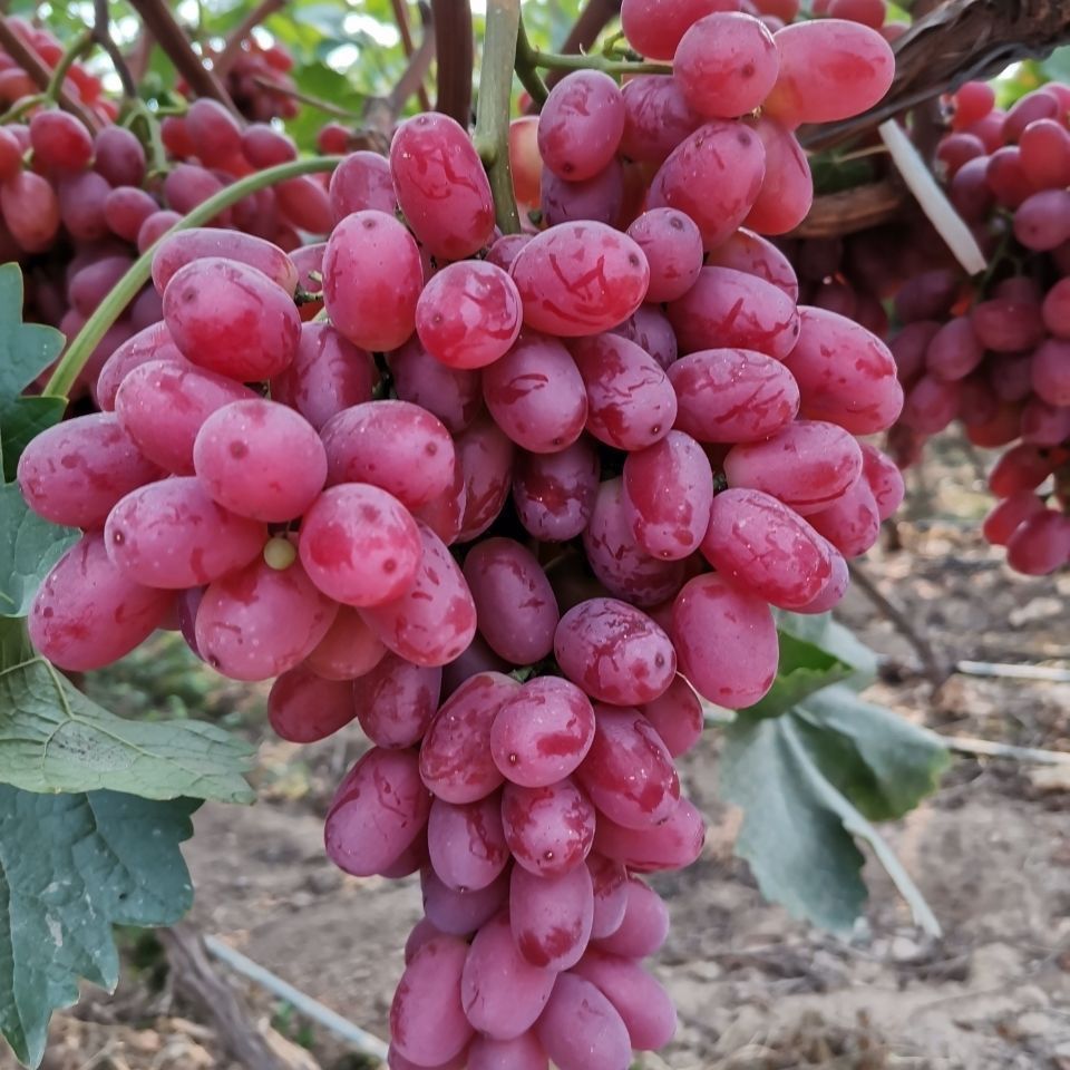 正宗克伦生红提葡萄无籽整串爆甜提子新鲜水果批发2斤