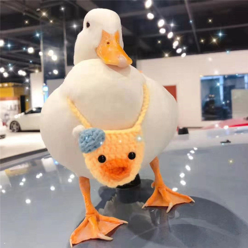 柯尔鸭宠物活物网红鸭子活苗小黄鸭可达科尔幼仔学生好养活亚马逊