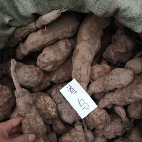 广西 深山 新鲜何首乌500克 一件 包邮-阿里巴巴