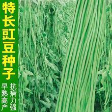 特长豇豆原种28-2高产小白条种子长豆角春秋播种阳台庭院蔬菜种子