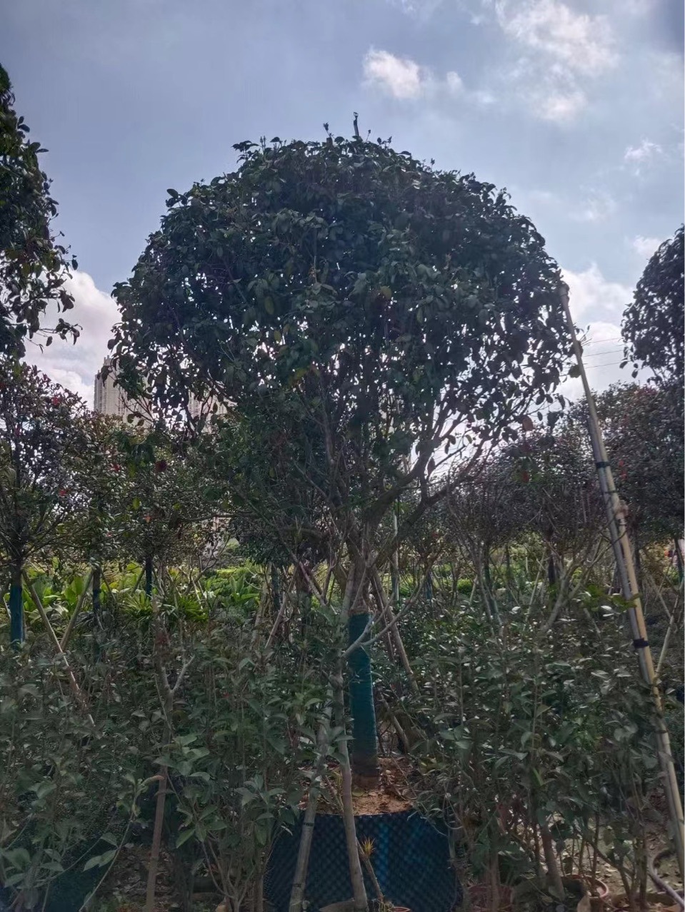 全冠桂花大树苗金桂丹桂四季桂八月桂移植苗花卉庭院绿植高杆大树