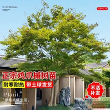 小叶鸡爪槭树苗原生苗鸡爪枫树苗庭院风景树苗四季常青绿化苗木