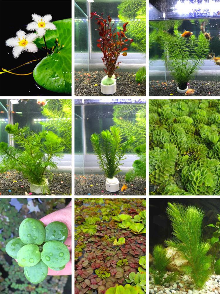 鱼缸水草植物活净水鱼塘蜈蚣草绿菊家庭造景真藻类绿植养金鱼乌龟