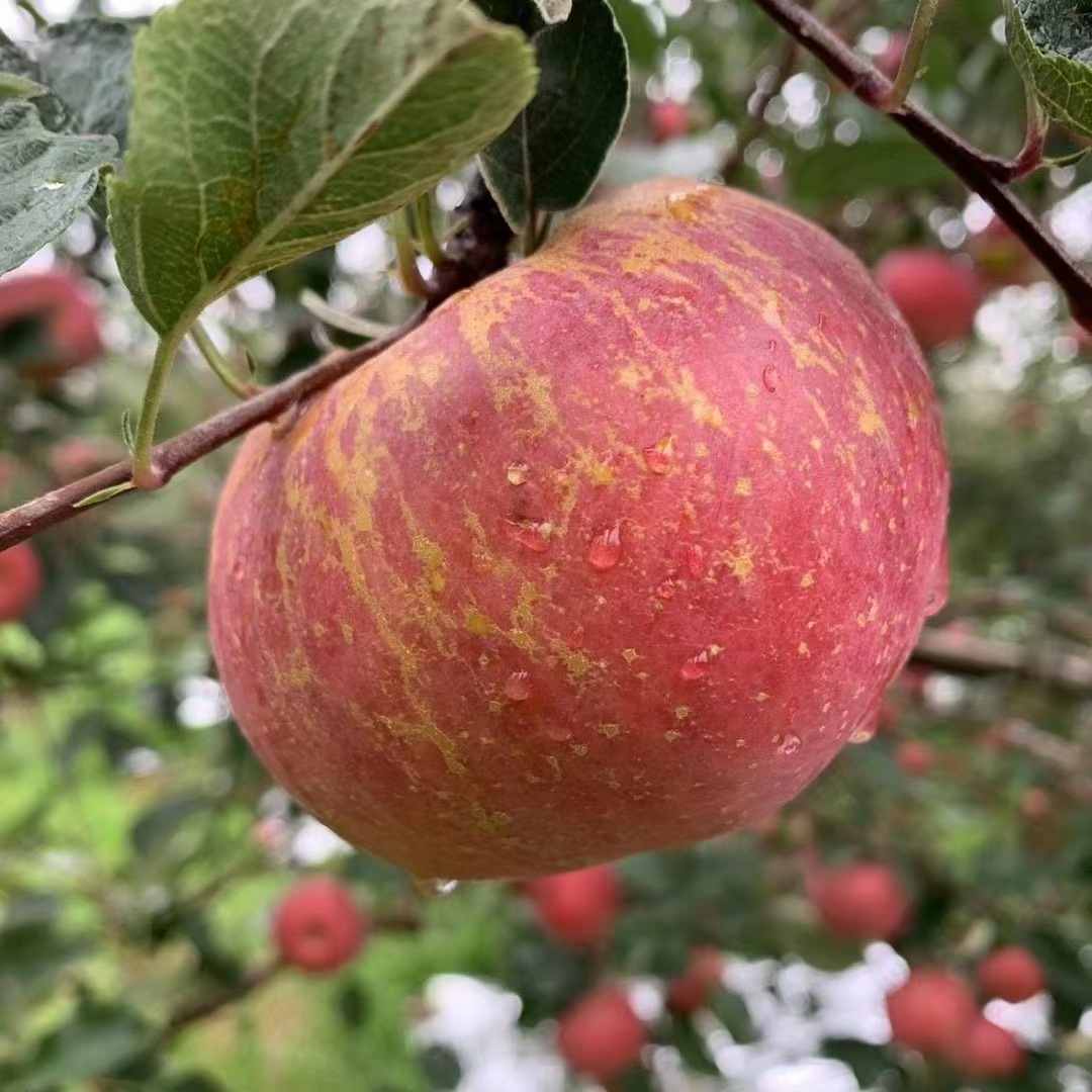 【品质好货】四川大凉山盐源丑苹果,高原大温差环境种植包脆包甜