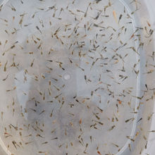 084人付款天猫孔雀鱼批发精品纯种活鱼凤尾鱼鱼苗斑马灯科淡水小型