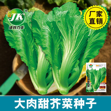源头厂家批发大肉甜芥菜种子广西包心芥青菜种籽客家芥春秋四季籽