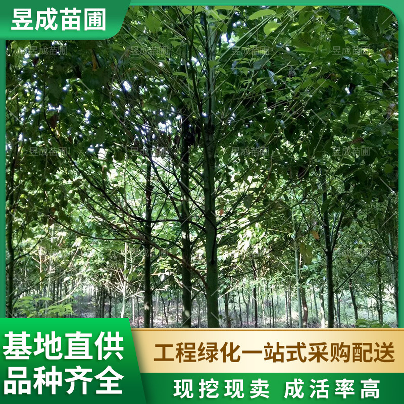 香樟树公园绿化市政绿化风景树木地径3-5公分精品多头丛生香樟树