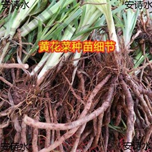 黄花菜种苗金针菜苗祁东基地直发食用黄花菜种植苗忘忧草包活宿根