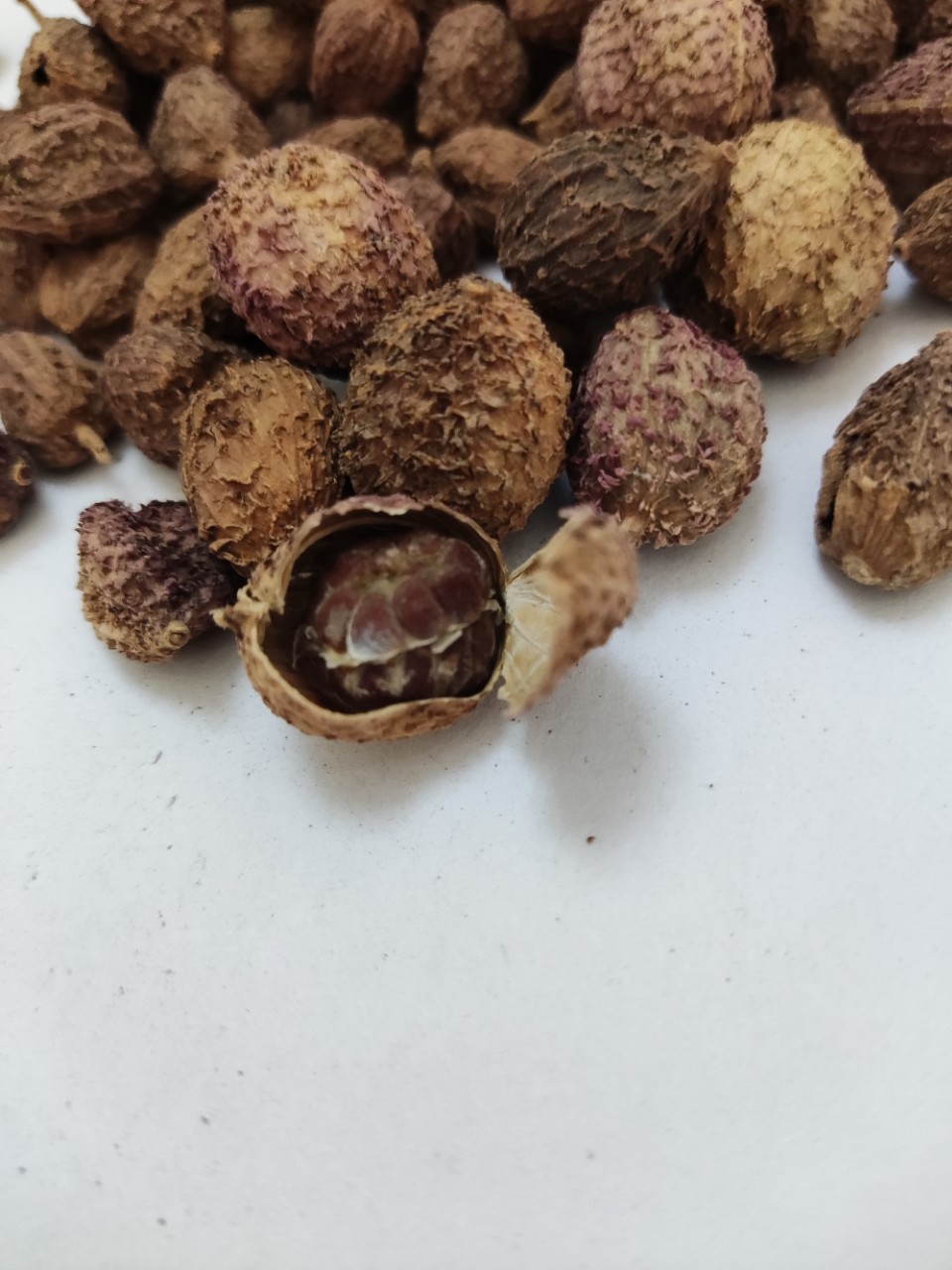 中药材砂仁500克g包邮正宗沙仁沙仁果无新鲜干货广东阳春砂仁