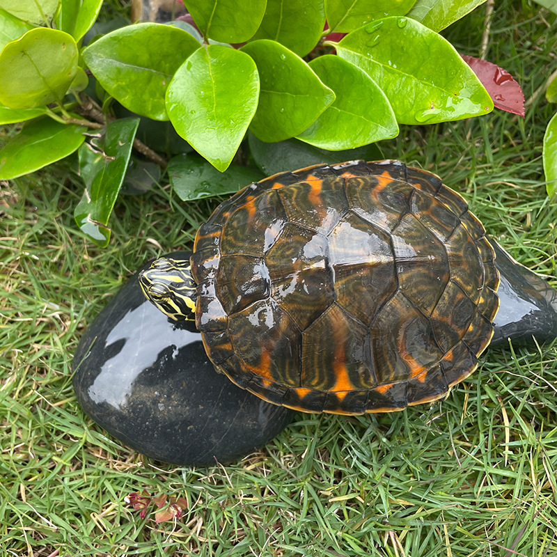 火焰龟苗大小乌龟活体红腹深水龟宠物观赏水族 支持一件代发