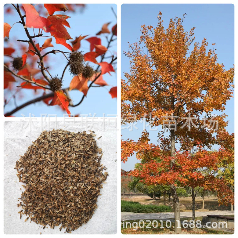 林木种子枫香种子枫香树种子绿化种籽四季庭院风景树阳台花卉种籽