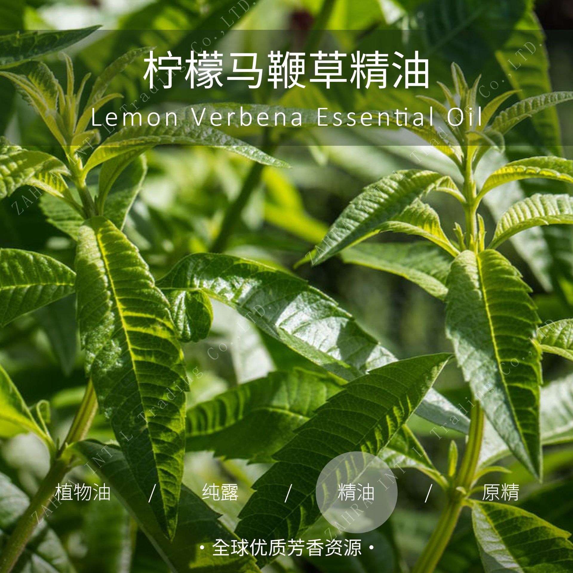摩洛哥 | 柠檬马鞭草单方精油