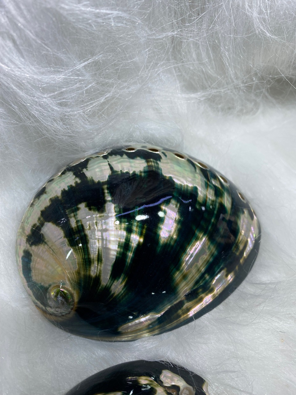 10-11厘米炫彩光泽黑金鲍 黑鲍鱼壳 天然贝壳海螺 鼠尾草燃烧壳