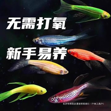 蝶翼斑马鱼暗夜绿龙凤小型热带观赏鱼灯科鱼养鱼混养送鱼食