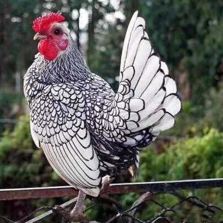 观赏波澜鸡出售波兰鸡养殖景区观赏鸡波兰鸡苗波澜鸡一只多少钱