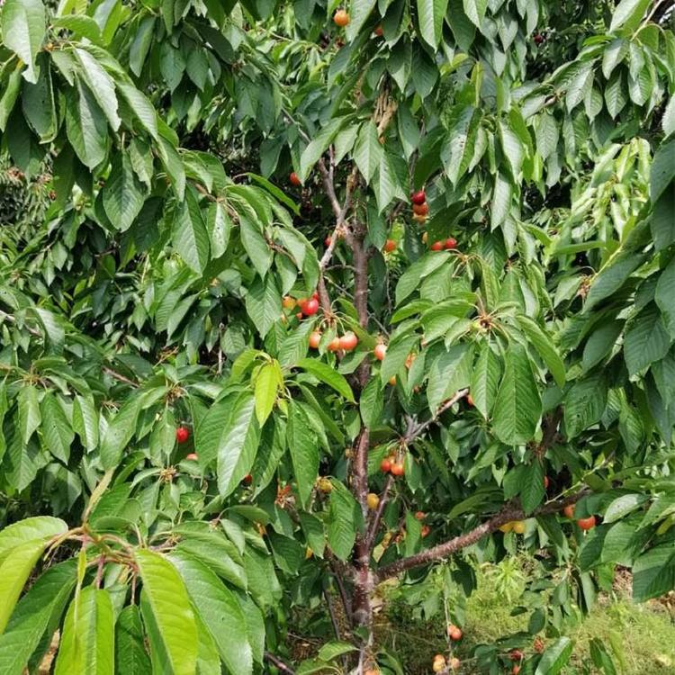 矮化拉宾斯樱桃苗种植 成活率高樱桃树苗 自花授粉