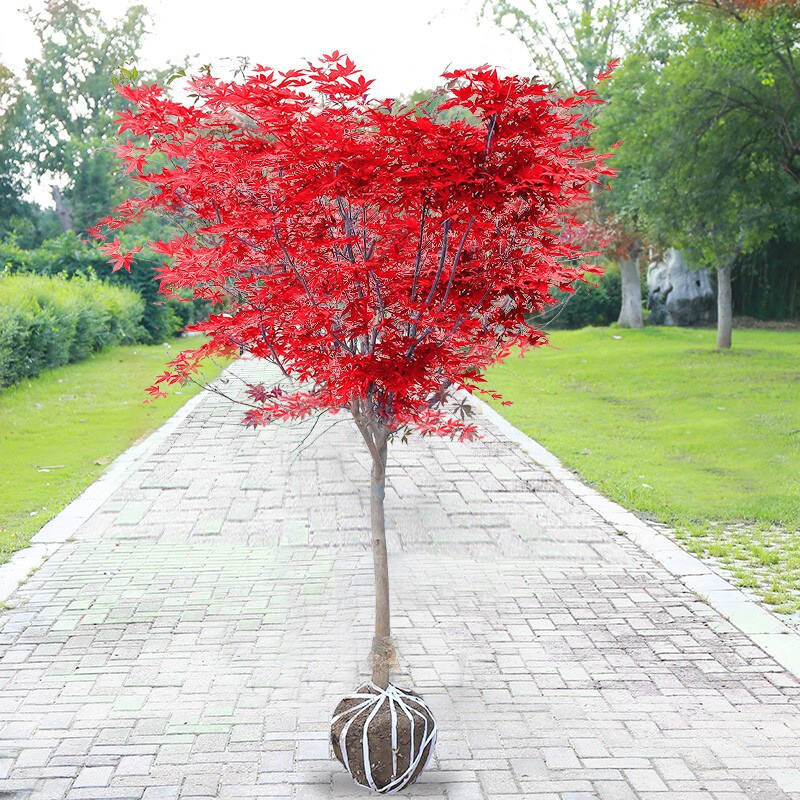红枫树苗日本红枫红舞姬中国红枫黄金枫庭院别墅道路绿化四季盆栽