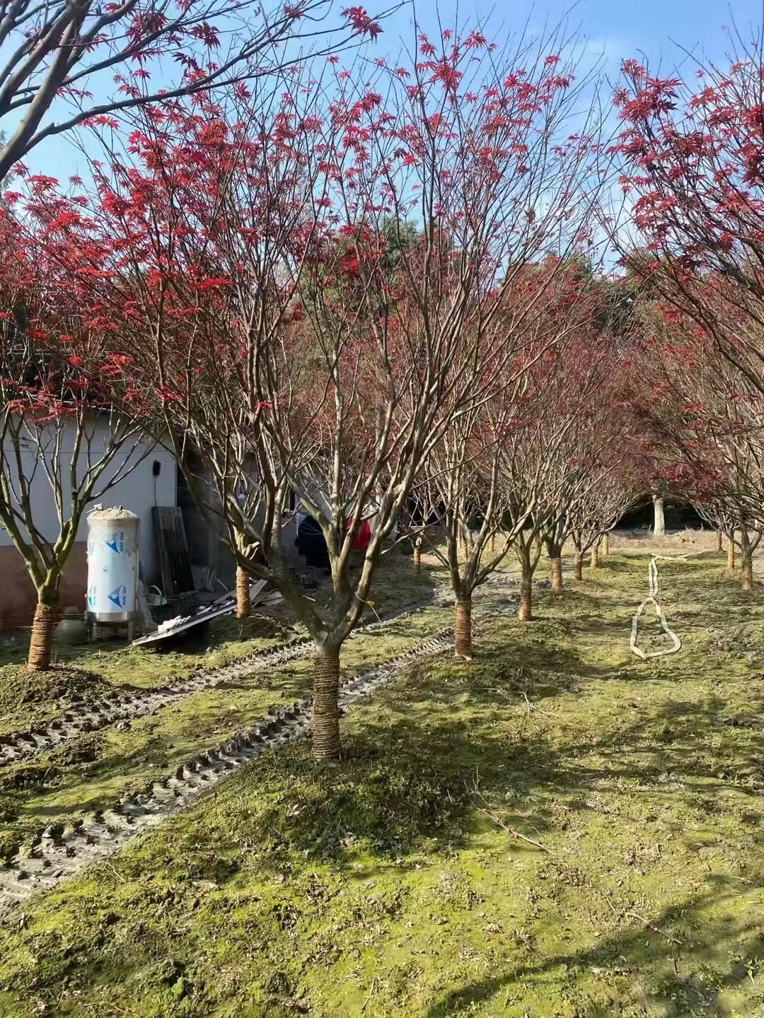 苗圃基地现发红枫树 精品庭院造型树苗园林绿化工程苗木红枫树