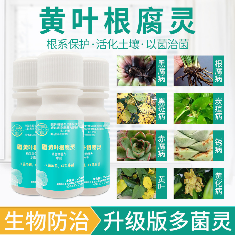 根腐灵草莓辣椒槟榔烂根死苗黄叶僵苗芽孢杆菌生物菌剂益生菌