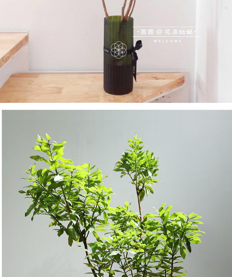 精选水培马醉木鲜切枝条吊钟室内绿植水养植物盆栽买一送一包顺丰