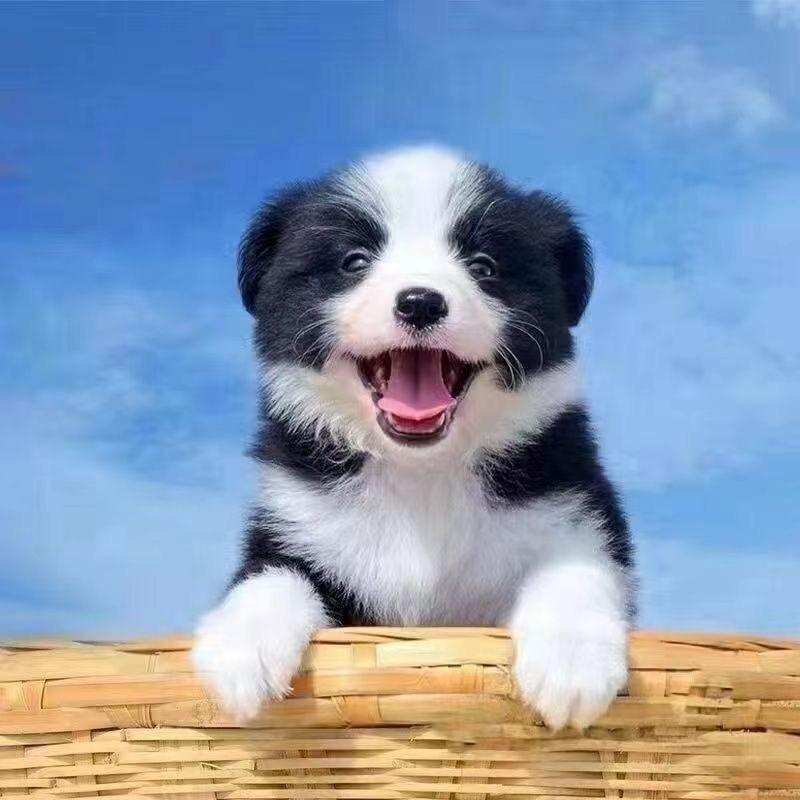 纯种边境牧羊犬幼犬活体 双血统三通七白黑白陨石红色边牧宠物狗