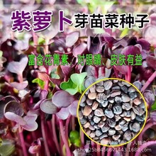紫萝卜苗种子紫色红萝卜白萝卜水培芽苗菜种原装四季蔬菜种子大全