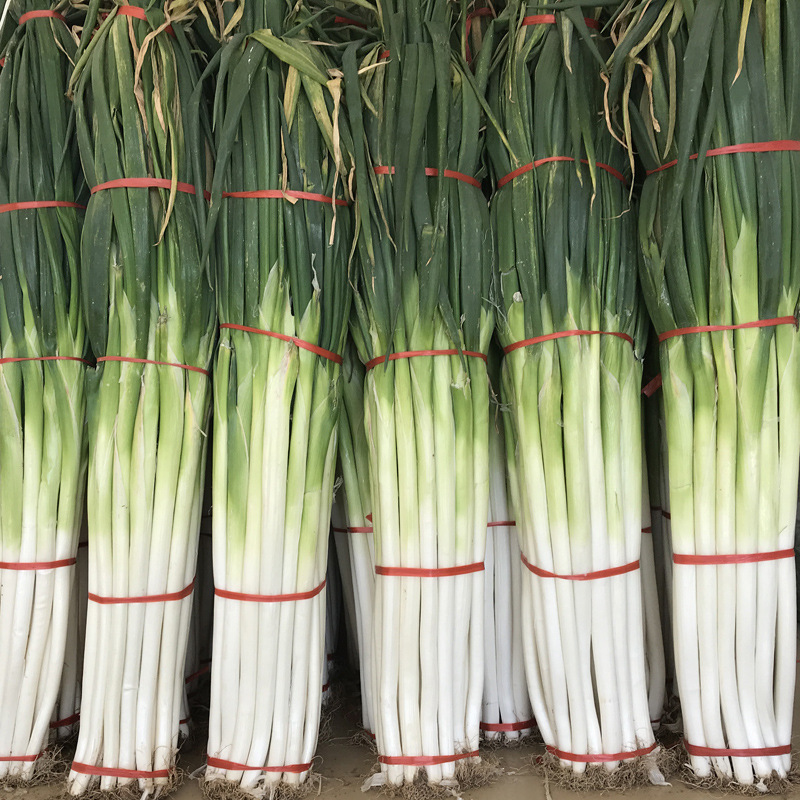 智贝主图_2山东大葱章丘大葱新鲜正宗特级甜脆铁杆大葱特产1