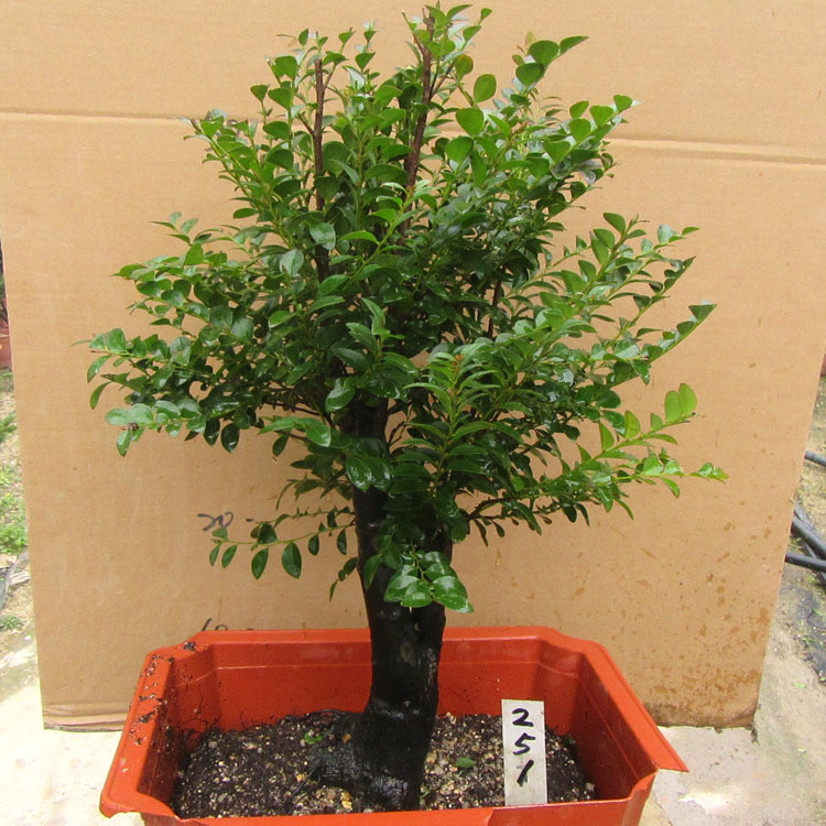 小叶檀香紫檀盆景树桩室内窗台绿植盆栽四季常青植物黑骨茶黑檀木