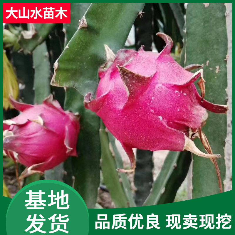 带根南北方四季种植火龙果苗 品种多样成活率高红心火龙果树苗