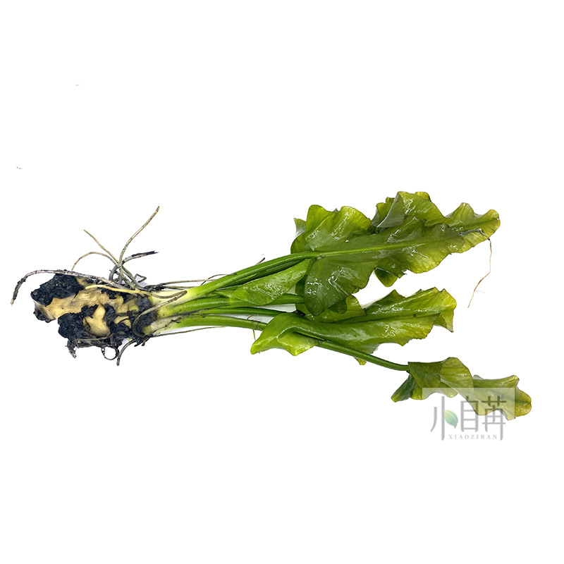 日本荷根青绿荷根水草活体鱼缸真水草观赏水草水草缸物浮叶睡莲类