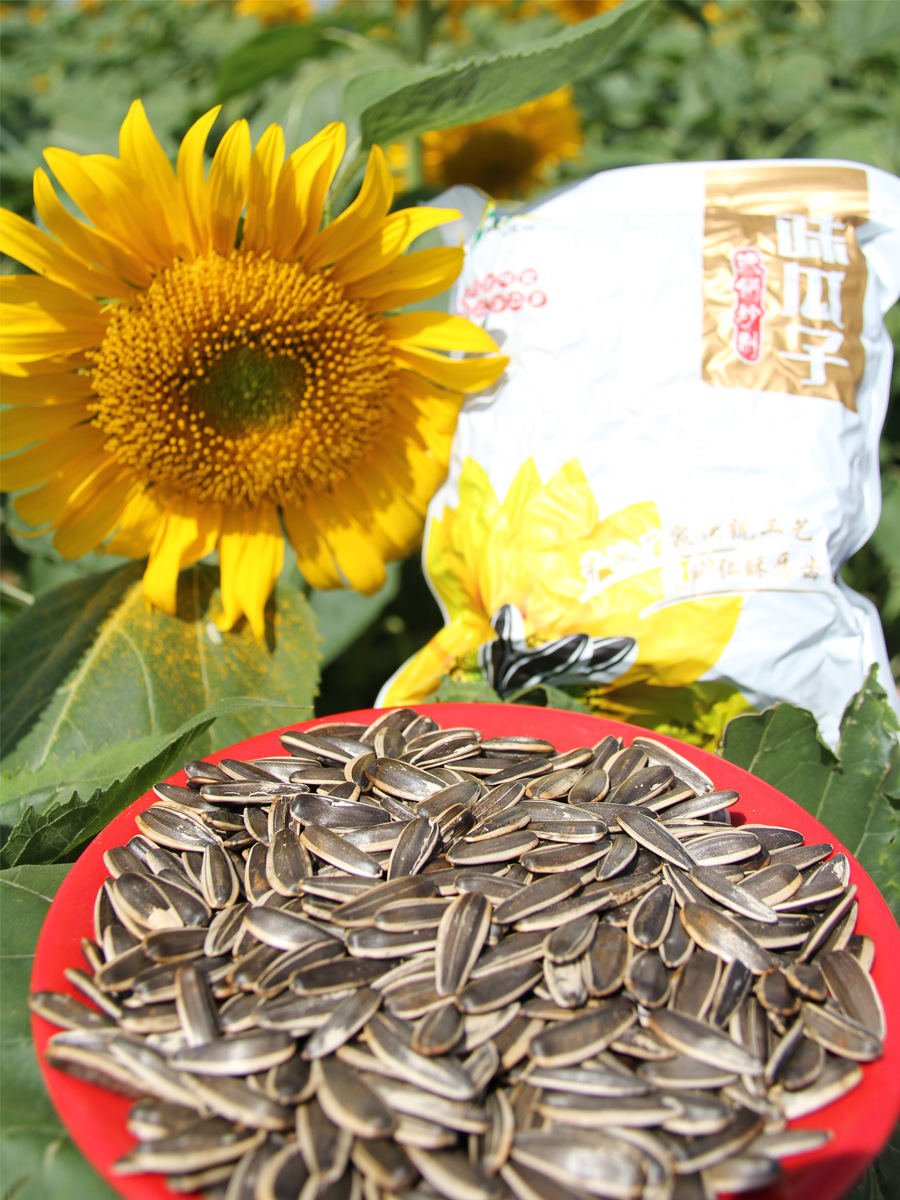 21年五原熟葵花籽大瓜子原味熟363现炒花盘大薄皮3斤包邮