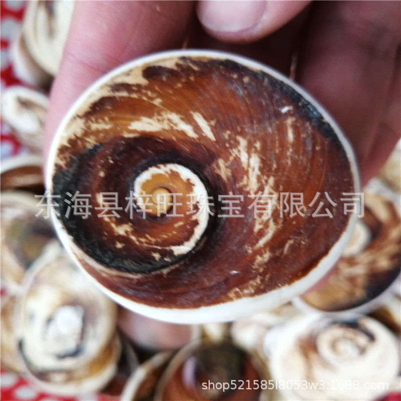马达加斯加太阳贝化石海贝水云母贝壳扇贝化石古生物教学标本