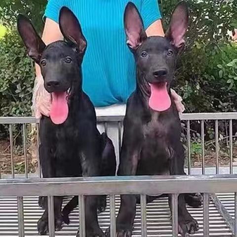 黑狼犬幼犬纯种大型看家护院黑色中华狼狗墨界黑狼大型犬纯黑狗狗